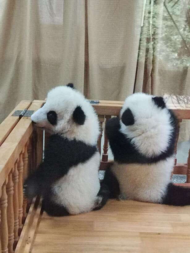 Chengdu: Panda Base Half Day Group Tour - Price and what $30 buys you in Chengdu