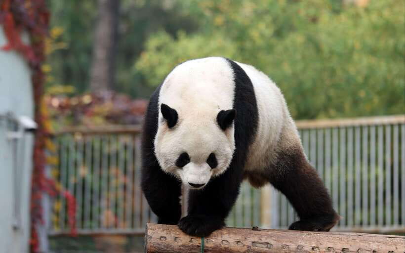 Chengdu: Panda Base Half Day Group Tour - Getting to the Panda Base: what the 40-minute ride sets up