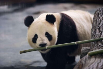 Chengdu: Panda Base Half Day Group Tour - How the pickup and timing actually work