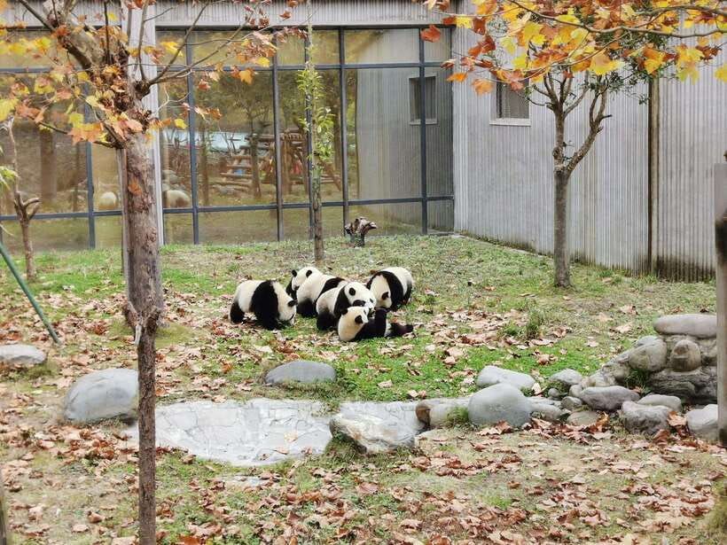 Chengdu: Panda Base Half Day Group Tour - Panda Nursery for cubs: why this stop feels special
