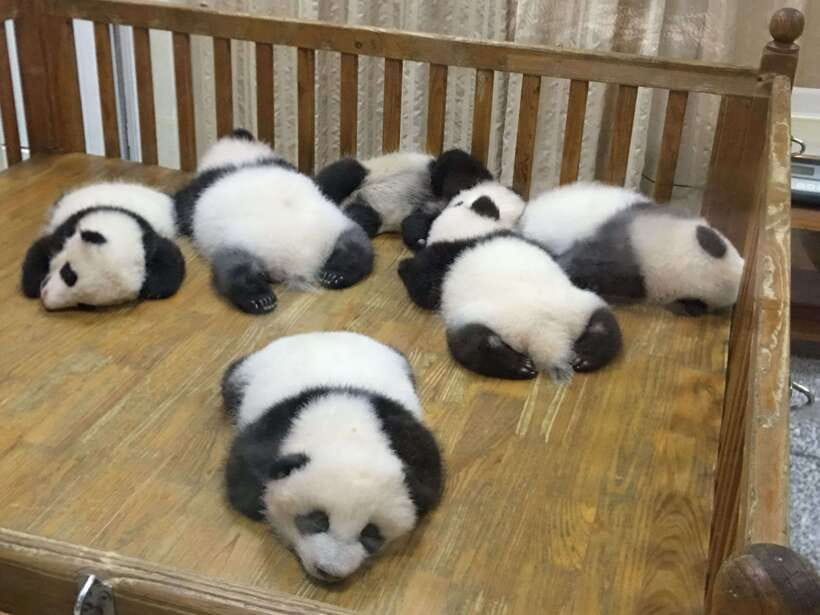 Chengdu: Panda Base Half Day Group Tour - Red pandas later in the route: a different animal, same charm