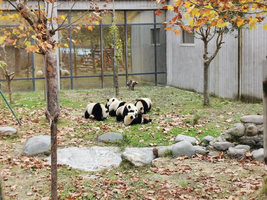Chengdu: Panda Base Half Day Group Tour - Drop-off near Tianfu Square: planning the rest of your day