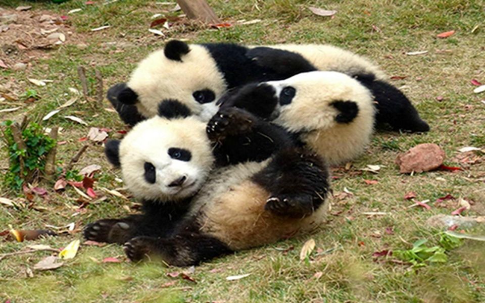 Chengdu panda base half day tour - Small Group (Max 8): Better Views and Less Waiting