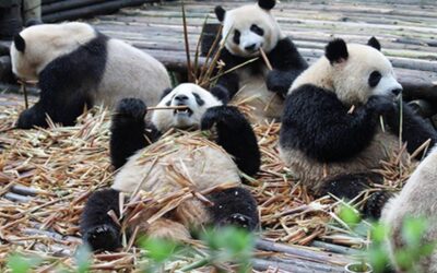 Chengdu panda base half day tour - Getting There from Metro Line 3: The 10-Minute Bus Ride