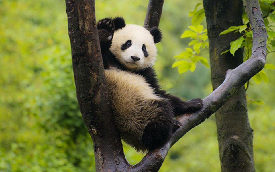 Chengdu panda base half day tour - The Inside Route: How You See More Pandas in 3.5 Hours