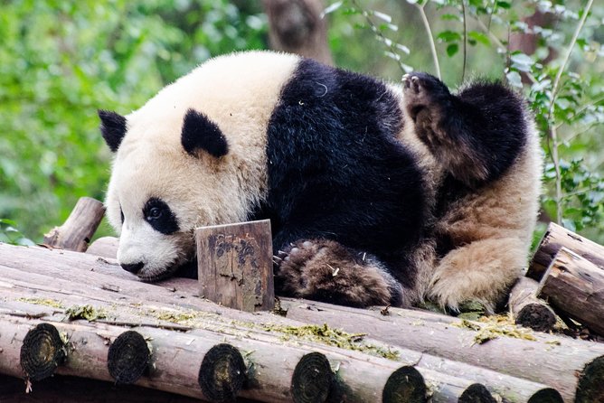 Chengdu: Panda Base Leshan Buddha Tour(or Half Day Panda Base ) - Giant Panda Breeding Research Base: how you’ll spend 2.5 to 3 hours