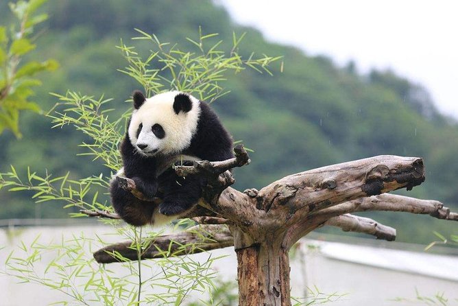 Chengdu: Panda Base Leshan Buddha Tour(or Half Day Panda Base ) - Guide quality and small-group feel: Judy, Mark, and Barry