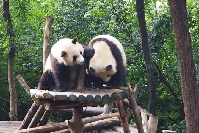 Chengdu Panda Breeding Base Ticket w/ Optional Transfer or Guide - Key highlights to plan around