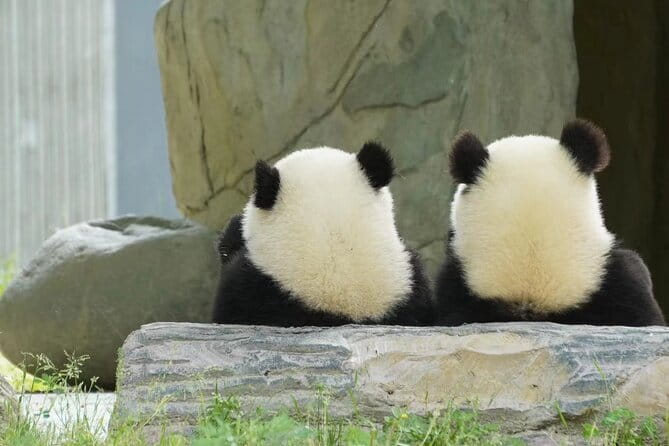 Chengdu Panda Breeding Base Ticket w/ Optional Transfer or Guide - The Leshan Buddha add-on: what you gain for a longer day