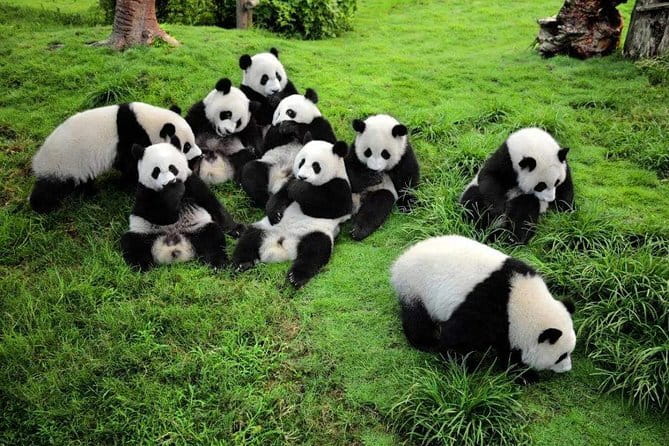 Chengdu Panda Breeding Base Ticket w/ Optional Transfer or Guide - Should you book this Chengdu panda tour?
