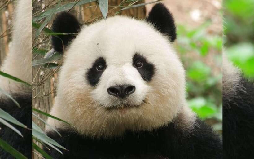Chengdu: Panda Breeding Base Tickets Booking - Panda Base as a conservation research stop, not a quick photo stop