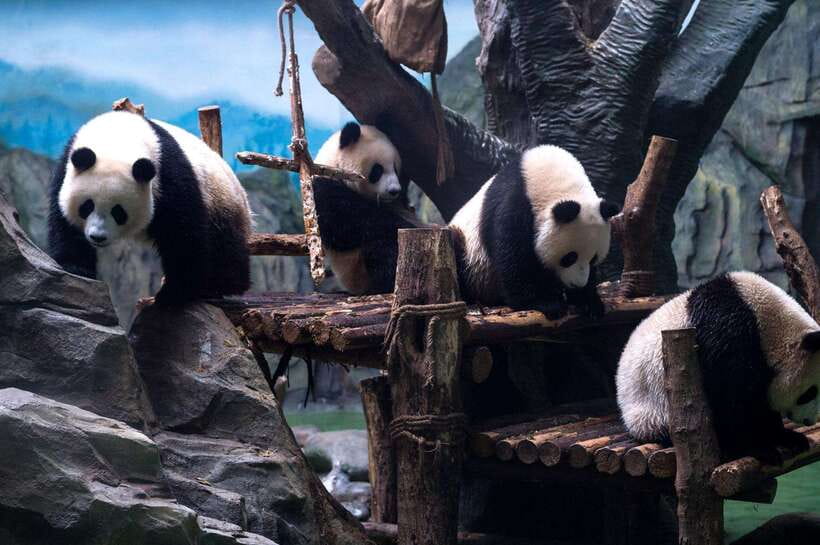 Chengdu: Panda Breeding Base Tickets Booking - Tickets that skip the line, and the passport detail you must get right