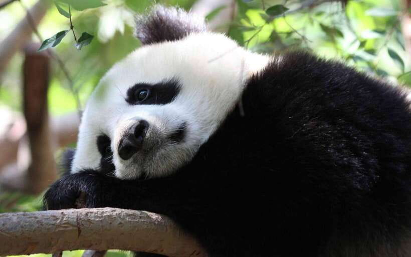Chengdu: Panda Breeding Base Tickets Booking - What the age-based enclosures teach you about panda care