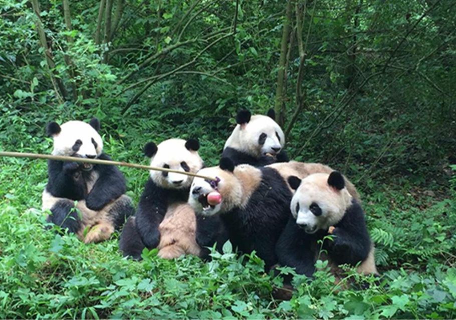 Chengdu panda & Leshan Buddha One Day Private Tour - Photo stop and guided time: the part that makes the day feel effortless