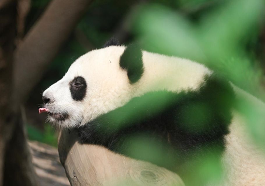 Chengdu panda & Leshan Buddha One Day Private Tour - Private logistics that reduce stress (and save time)