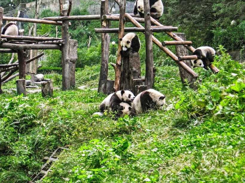 Chengdu: Panda Research Base Ticket or Private Transfer Tour - Should You Book It? My Decision Rule