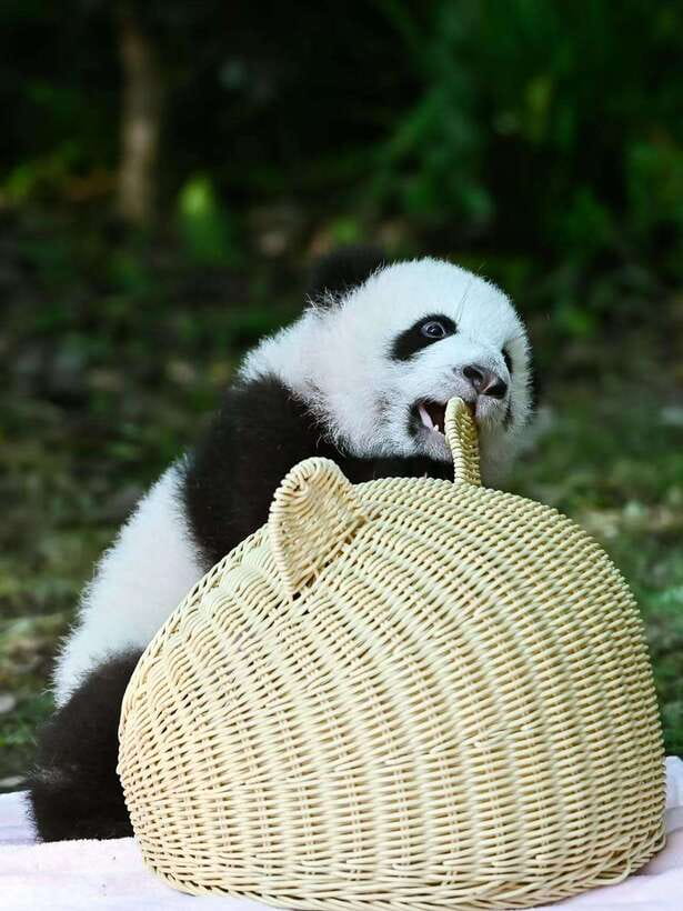 Chengdu: Panda Research Base Ticket or Private Transfer Tour - Inside the Base: A Self-Paced 4-Hour Panda Walk