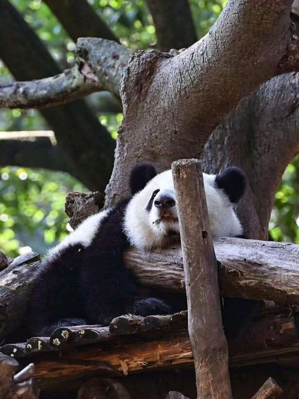 Chengdu: Panda Research Base Ticket or Private Transfer Tour - Price and Value: What $14 Really Buys You