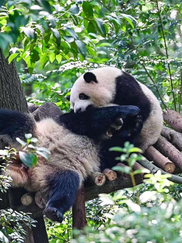 Chengdu: Panda Research Base Ticket or Private Transfer Tour - What’s Included, What’s Not, and Why It Matters
