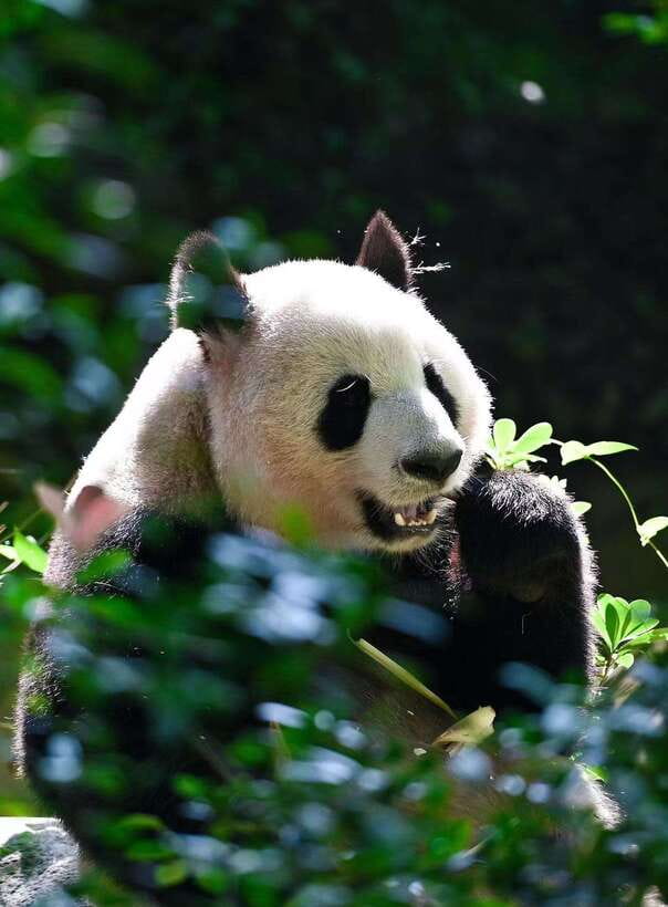 Chengdu: Panda Research Base Ticket or Private Transfer Tour - Helpful Tips You’ll Actually Use at the Gate