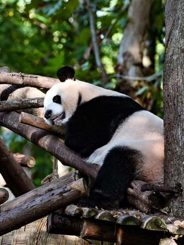 Chengdu: Panda Research Base Ticket or Private Transfer Tour - Who This Panda Base Tour Suits Best