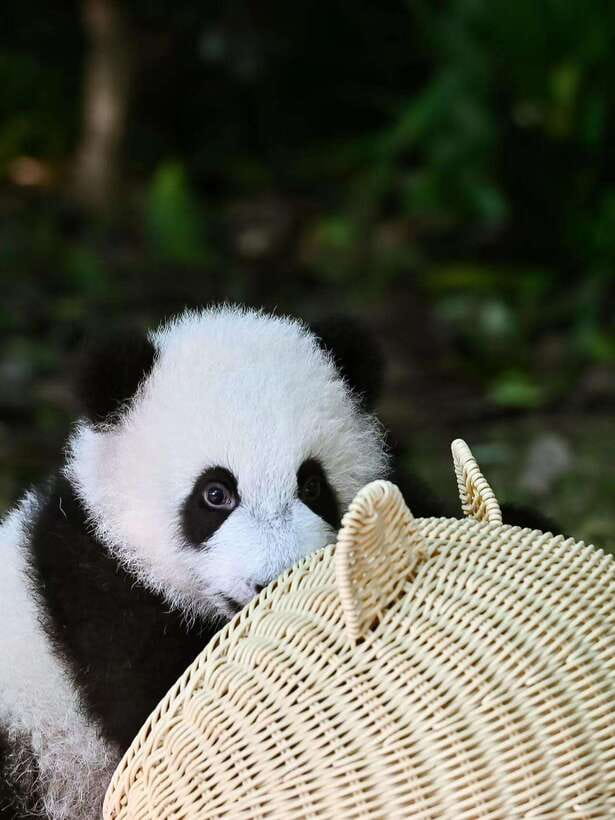 Chengdu: Panda Research Base Ticket or Private Transfer Tour - Getting There Without Drama: Hotel Pickup vs Showing Up at the Entrance