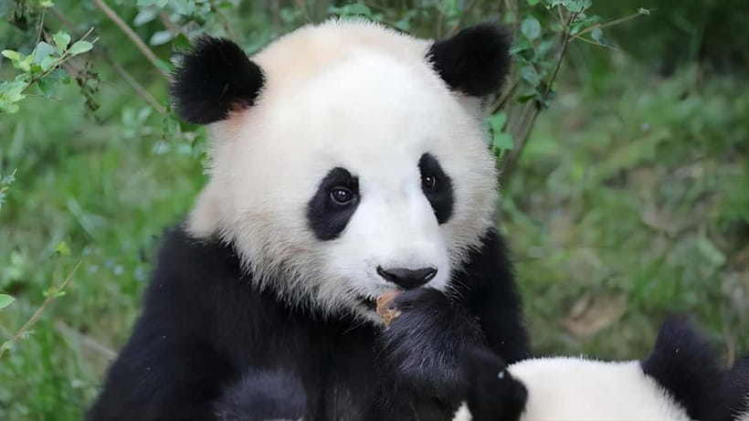 Chengdu: Panda Research Base Ticket or Volunteer Day Trip - Optional Volunteer Day Trips: Dujiangyan, Wolong Shenshuping, and Ya’an Bifengxia