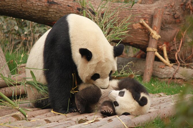 Chengdu Panda Research Base Tickets And Optional Private Tour - Chengdu Panda Base is more than a photo stop
