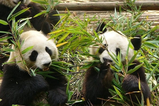 Chengdu Private Day Tour to Emei Mountain with Lunch and Cable Car Ride - Price and value: what $318 covers (and what it doesn’t fix)