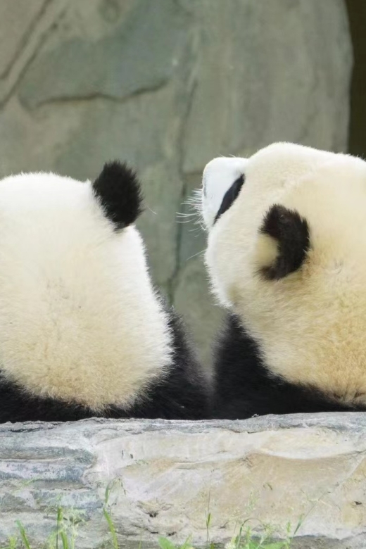 Chengdu: Private Panda Base Tour with 80 Pandas - Key things to know before you go