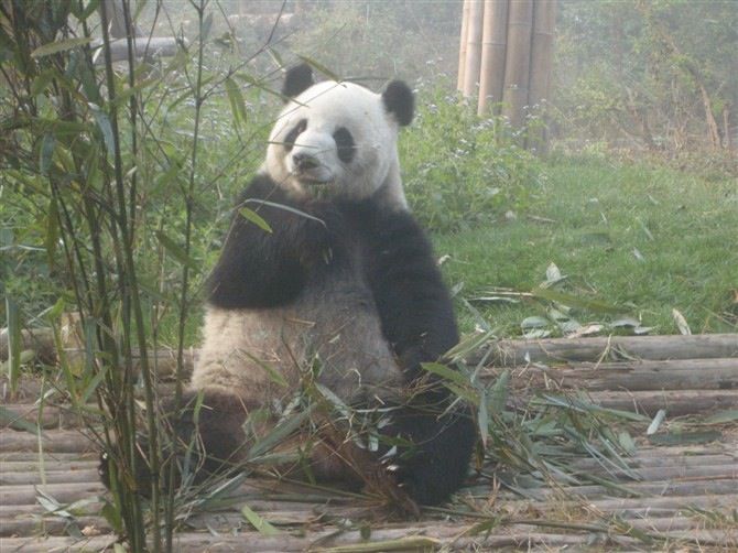 Chengdu: Private Panda Base Tour with 80 Pandas - After pandas: the “plus” add-on options for a fuller day