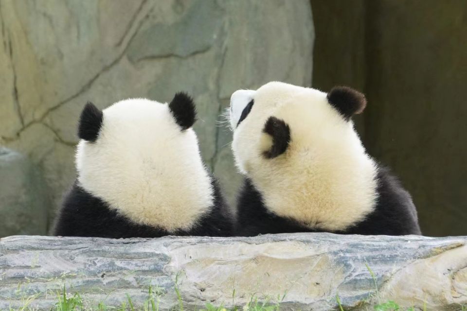 Chengdu: Private Panda Base Tour with 80 Pandas - Mosquitoes and comfort: the small detail that can ruin the day