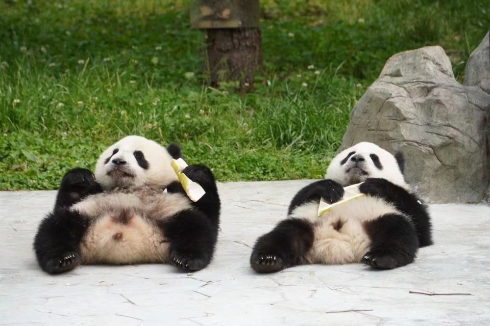 Chengdu: Private Panda Base Tour with 80 Pandas - Lunch is on you: plan around the schedule