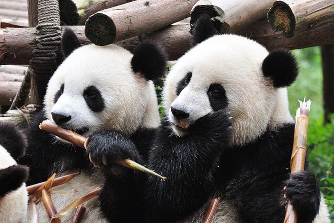 Chengdu Private Sightseeing Tour with Panda Breeding Center Visit - Wenshu Temple: a quiet reset between pandas and old lanes