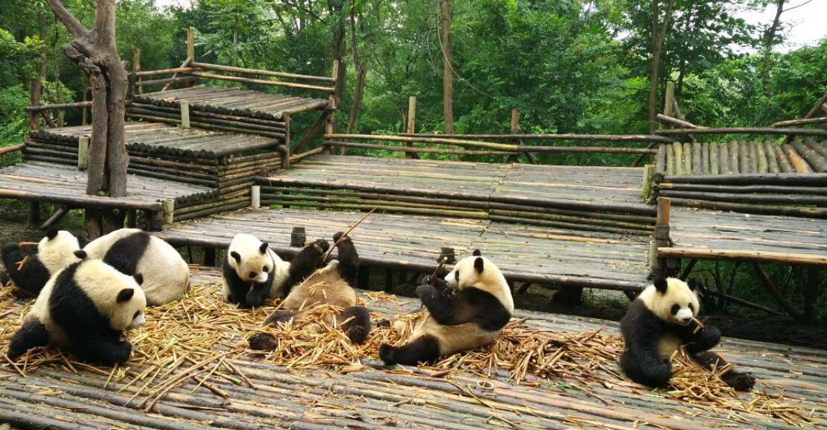 Chengdu Private Tour of Leshan Buddha and Panda Base - Morning at the Chengdu Panda Breeding Research Base: why the start time matters