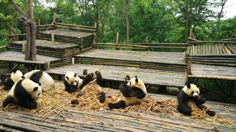 Chengdu Private Tour of Leshan Buddha and Panda Base - Price and value: is $325 per person fair for what you get?