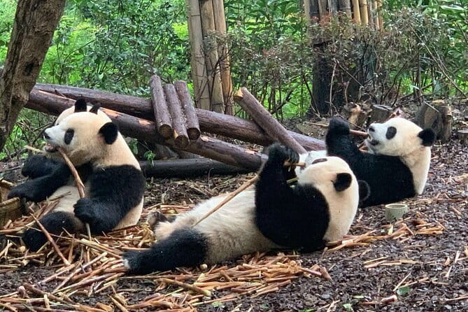 Chengdu Research Base of Giant Panda Breeding Ticket pre-booking - Key things to know before you go