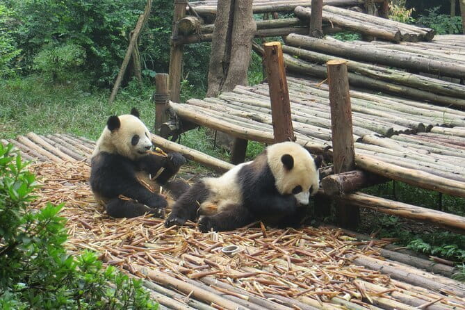 Chengdu Research Base of Giant Panda Breeding Ticket pre-booking - Entering Xiongmao Jidi: what your Chengdu panda ticket actually buys