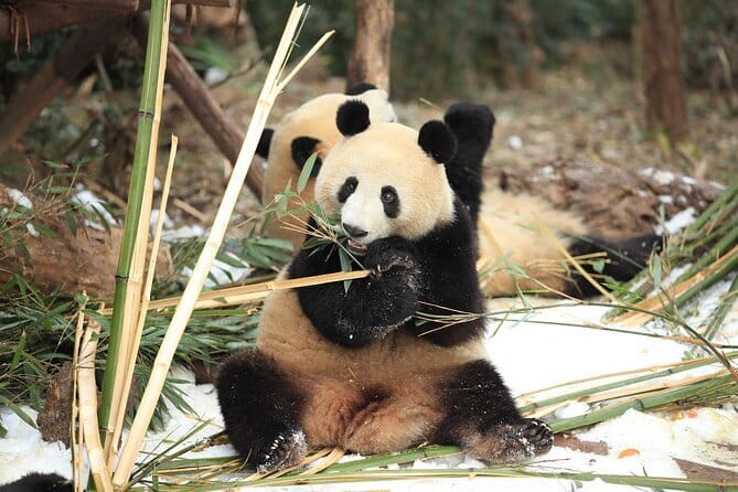 Chengdu Research Base of Giant Panda Breeding Ticket pre-booking - Morning in Chengdu: your best shot at smooth panda time