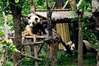 Chengdu Research Base of Giant Panda Breeding Ticket pre-booking - The 1,000-acre base: why size changes everything