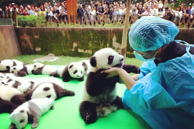 Chengdu Research Base of Giant Panda Breeding Ticket pre-booking - Price and value: $20 for entry, plus what you’ll likely add