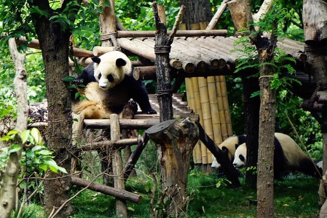 Chengdu Research Base of Giant Panda Breeding Ticket pre-booking - The 1,000-acre base: why size changes everything