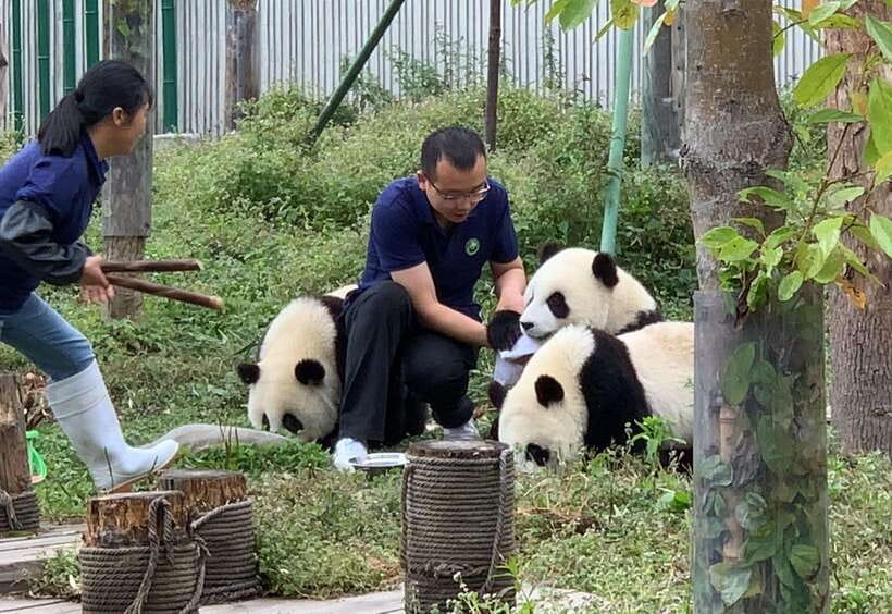 Chengdu: Volunteer Day Experience at Dujiangyan Panda base - Chengdu to Dujiangyan: the smooth transfer that keeps the day calm