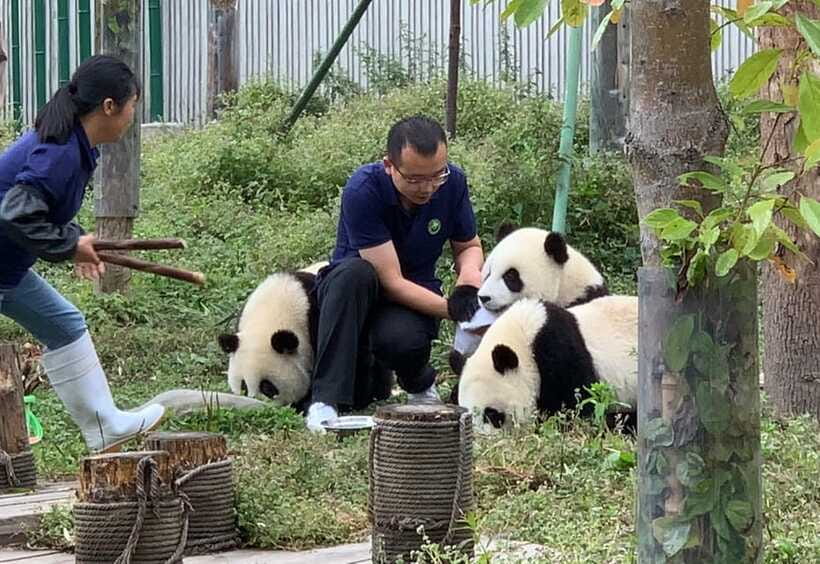 Chengdu: Volunteer Day Experience at Dujiangyan Panda base - Optional add-on: the Red Panda Experience