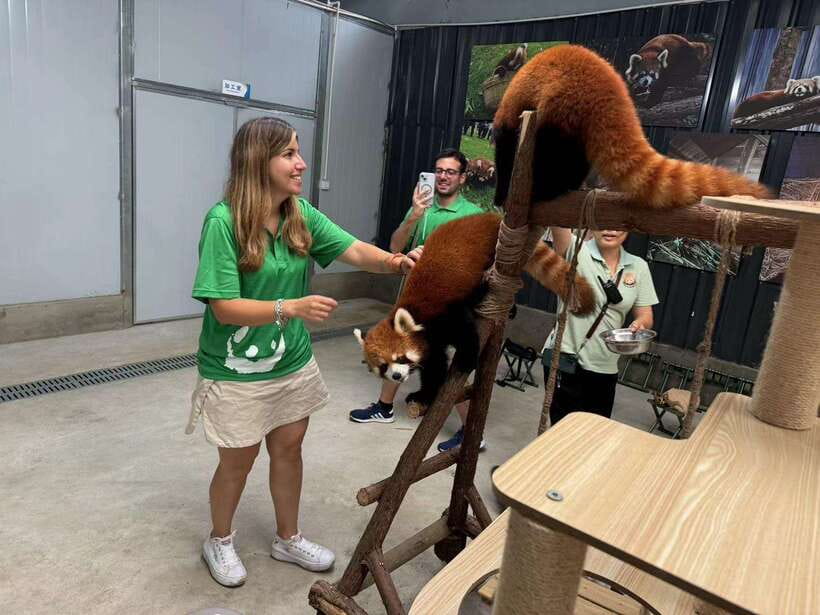 Chengdu: Volunteer Day Experience at Dujiangyan Panda base - Should you book this Dujiangyan panda volunteer experience?