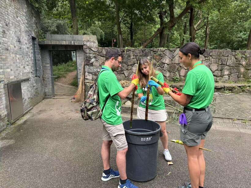 Chengdu: Volunteer Day Experience at Dujiangyan Panda base - The volunteer shift: bamboo prep and a very close panda feeding