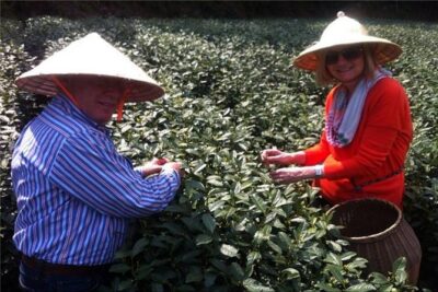 Day Tour to Discover the Secrets of Hangzhou's Tea Culture - The Day’s Rhythm: From West Lake Views to Tea Museum Learning