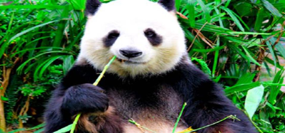 Dujiangyan panda base and irrigation system park day tour - Key things that make this tour worth your time