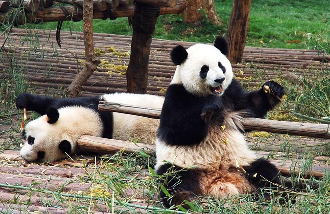 Dujiangyan Panda Base and Mount Qingcheng - 8:00am Pickup to Hotel Drop-Off: The Day Trip Rhythm