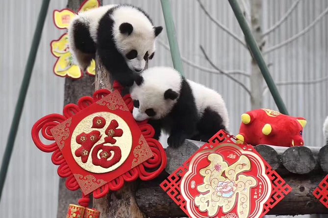 Dujiangyan Panda Base and Mount Qingcheng - Dujiangyan Panda Paradise: Research and Rescue Inside Four Public Gardens